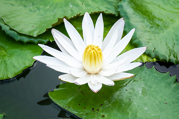 Image showing beautiful white water lily in the garden pond