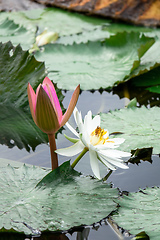 Image showing beautiful pink water lily in the garden pond