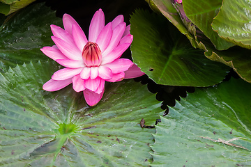 Image showing beautiful pink water lily in the garden pond