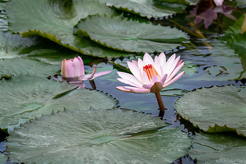 Image showing beautiful pink water lily in the garden pond