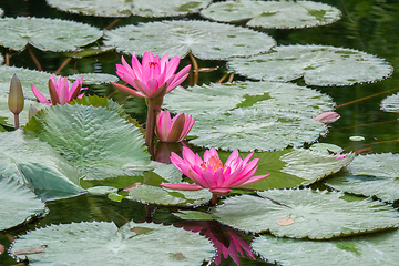 Image showing beautiful pink water lily in the garden pond