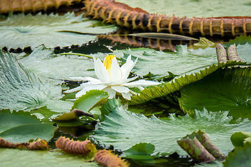 Image showing beautiful white water lily in the garden pond
