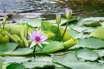 Image showing beautiful purple water lily in the garden pond