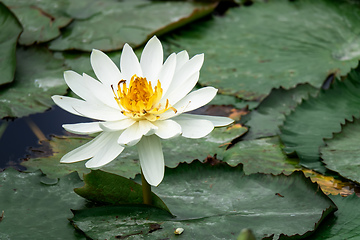 Image showing beautiful white water lily in the garden pond