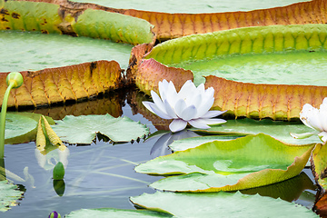 Image showing beautiful white water lily in the garden pond