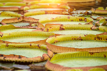 Image showing some water lilies leafs in a pond