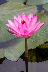 Image showing beautiful pink water lily in the garden pond