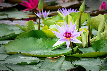 Image showing beautiful purple water lily in the garden pond