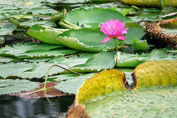 Image showing beautiful pink water lily in the garden pond