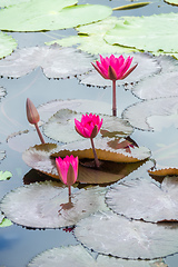 Image showing beautiful pink water lily in the garden pond