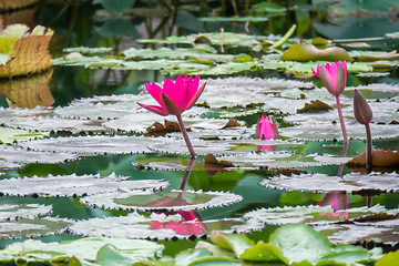 Image showing beautiful pink water lily in the garden pond