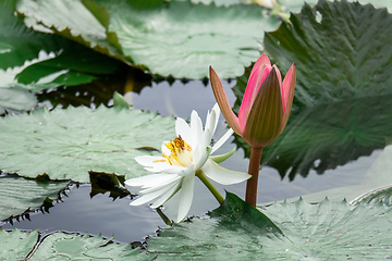 Image showing beautiful white water lily in the garden pond