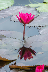 Image showing beautiful pink water lily in the garden pond