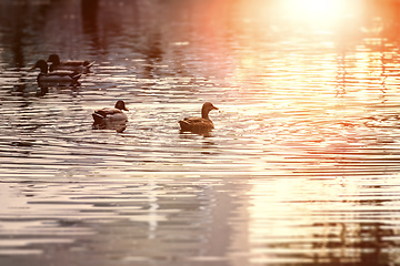 Image showing ducks in a pond at sunset