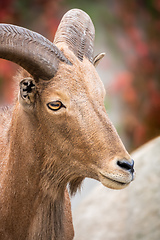 Image showing beautiful male capricorn portrait