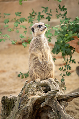 Image showing watching beautiful typical meercat