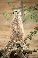 Image showing watching beautiful typical meercat