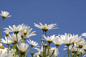 Image showing Spring Background