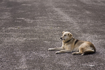 Image showing lonely street dog