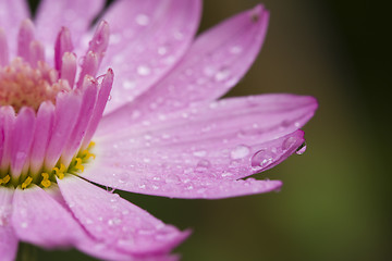 Image showing drops in the flowers 