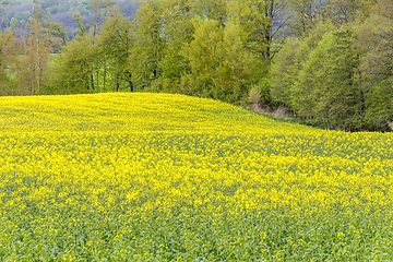Image showing field of rapeseed at spring time