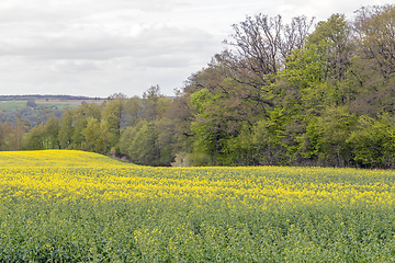 Image showing field of rapeseed at spring time