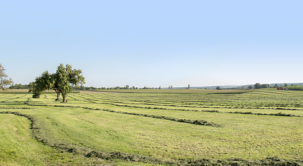 Image showing meadow with fruit trees