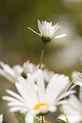 Image showing Daisies in spring