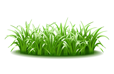 Image showing A thick tuft of green, juicy, bright grass.