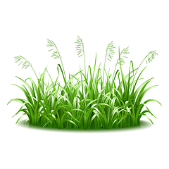 Image showing A thick tuft of green, juicy, bright grass.