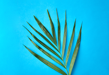 Image showing green palm leaf on blue background