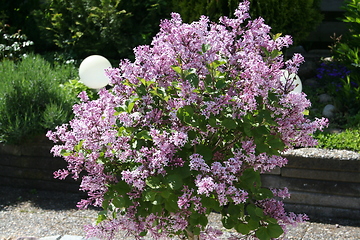 Image showing Lilac flowers in blossom