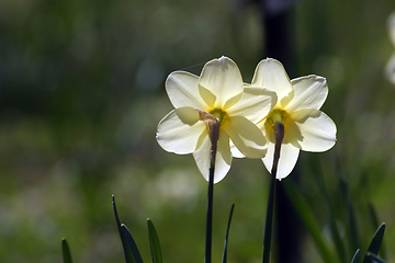 Image showing A couple of daffodils