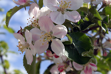 Image showing Close up of fruit flowers in the earliest springtime