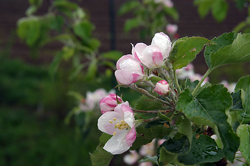 Image showing Close up of fruit flowers in the earliest springtime