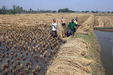 Image showing Farmer harvesting rice on rice field in Baidyapur, West Bengal, India