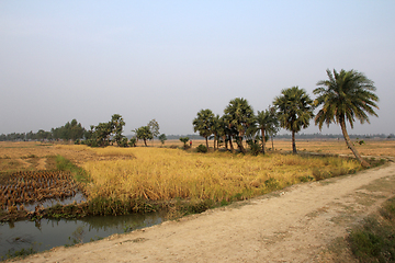 Image showing Rice field in West Bengal, India