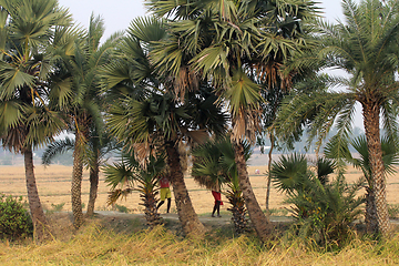 Image showing Farmer carries rice from the farm home in Baidyapur, West Bengal, India