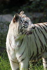 Image showing White Bengal tiger