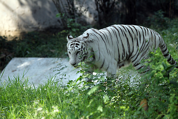 Image showing White Bengal tiger