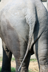 Image showing Asian Elephant