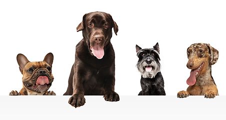 Image showing Art collage made of funny dogs different breeds posing isolated over white studio background.