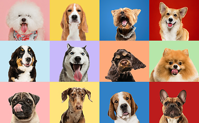 Image showing Art collage made of funny dogs different breeds on multicolored studio background.