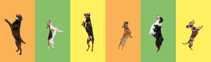 Image showing Art collage made of funny flying dogs different breeds jumping high on multicolored studio background.