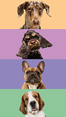 Image showing Art collage made of funny dogs different breeds on multicolored studio background.