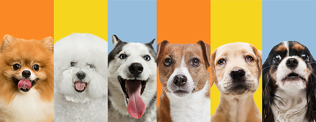 Image showing Art collage made of funny dogs different breeds on multicolored studio background.