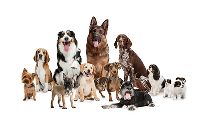 Image showing Art collage made of funny dogs different breeds posing isolated over white studio background.