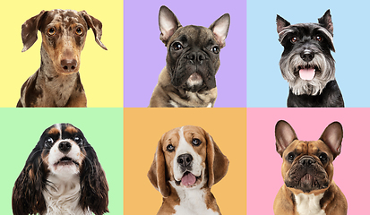 Image showing Art collage made of funny dogs different breeds on multicolored studio background.