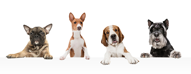 Image showing Art collage made of funny dogs different breeds posing isolated over white studio background.