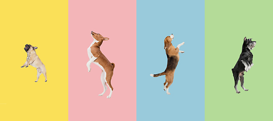 Image showing Art collage made of funny flying dogs different breeds jumping high on multicolored studio background.